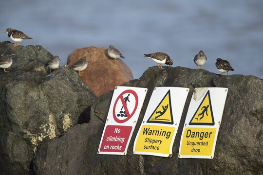 Purple sandpiper (Calidris maritima) and Ruddy turnstone (Arenaria interpres) adult wading birds in winter plumage perched on seaside rocks above warning signs, Suffolk, England, United Kingdom