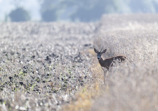 Roe deer (Capreolus capreolus), roebuck standing at a grain field and looking attentively, wildlife, Lower Saxony, Germany