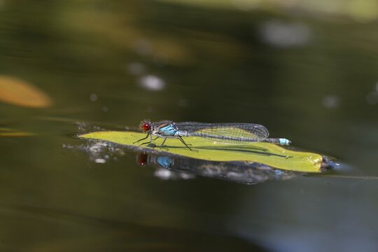 Erythromma najas, large pomegranate eye, red-eyed damselfly, damselflies, dragonflies, insects, dragonflies, odonata, zygoptera