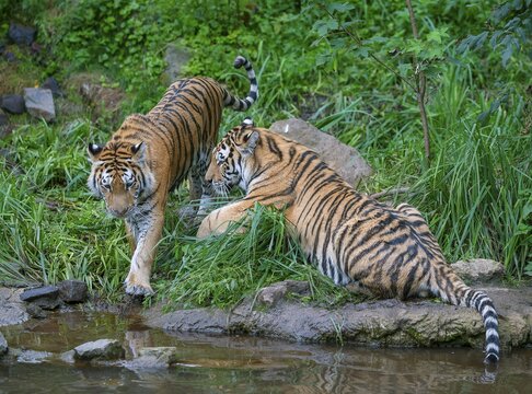 Siberian tiger (Panthera tigris altaica), two tigers, captive, Germany