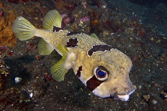 Masked hedgehog fish (Diodon liturosus) with intensive eyes and distinctive scale structure in the ocean. USAT Liberty Dive Site, Tulamben, Bali, Indonesia