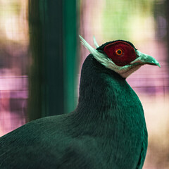 Profile portrait of a green pheasant with red facial markings in an aviary. © Павел Приходько