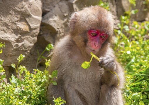 Japanese macaque (Macaca fuscata), young animal eating, Yamanouchi, Nagano Prefecture, Honshu Island, Japan