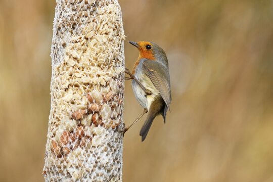 European robin (Erithacus rubecula) at a feeding bag, winter feeding, Schleswig-Holstein, Germany