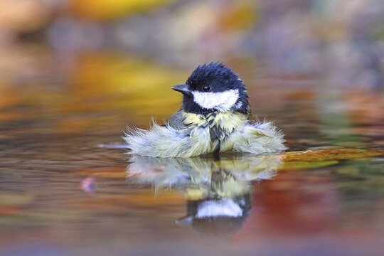 Great tit (Parus major) bathes in shallow water Hesse, Germany