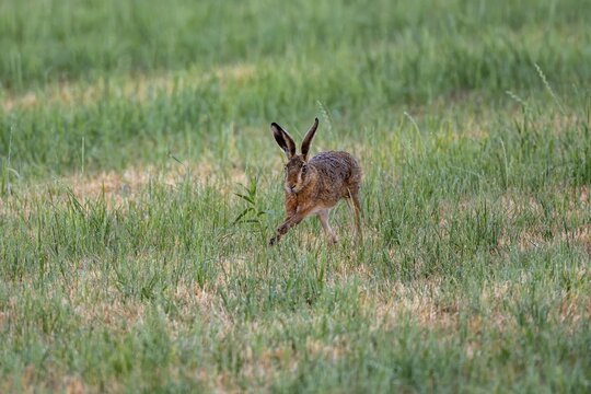 European hare (Lepus europaeus), Vulkaneifel, Rhineland-Palatinate, Germany