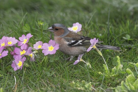 Male common chaffinch (Fringilla coelebs) foraging on flowering primroses in a spring meadow, Baden-W&uuml;rttemberg, Germany
