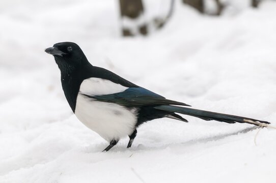 Magpie, pica pica, birds, corvidae family of birds, passeri, corvids, snow, songbirds, songbirds, birds, winter