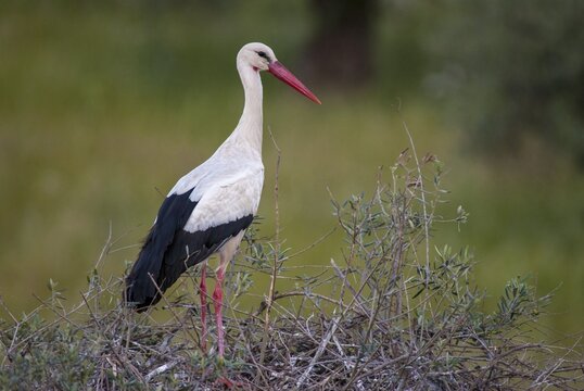 Ciconia ciconia, white stork, birds, Extremadura, walking birds, Spain, waitbirds, stork, stork, stork, storks, birds
