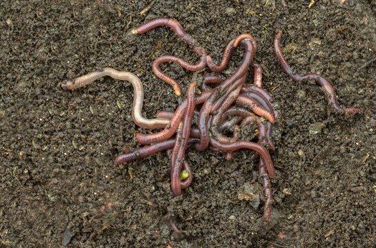 Annelida, clitellata, earthworm, shingles, lumbricidae, oligochaeta, annelids, few bristles, earthworm