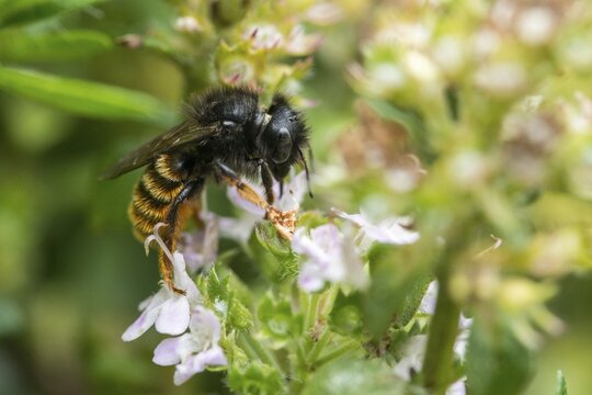 Apidae, bees, hymenoptera, osmia bicolor, snail house bee, bicolor snail house bee, insects, two-coloured mason bee, wild bees