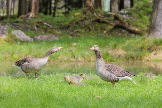 A couple of adult Greylag Goose (Anser anser) stands with their goslings on a green meadow. Bavaria, Germany