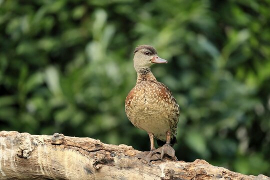 Spotted whistling duck (Dendrocygna guttata), adult, alert, on tree trunk, captive, Indonesia