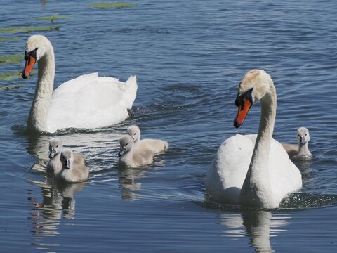 Two swans, Mute Swan (Cygnus olor), with their chicks swimming in the water. Lake Hallwil, Canton Aargau, Switzerland