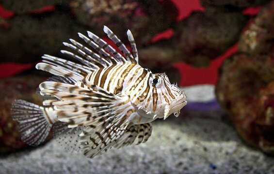 Lionfish (Pterois miles), Two Oceans Aquarium, Cape Town, Western Cape Province, South Africa