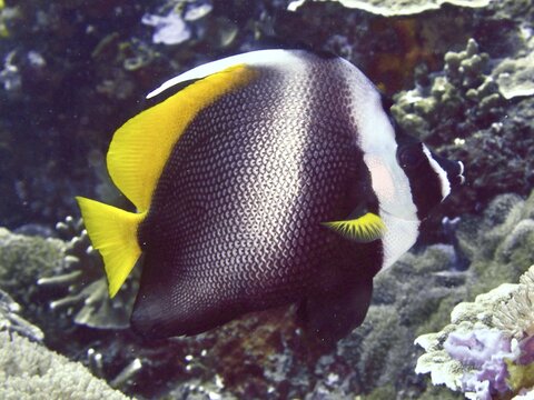 Yellow and white fish with striking pattern, Malayan bannerfish (Heniochus singularius), swimming over corals, dive site Toyapakeh, Nusa Ceningan, Nusa Penida, Bali, Indonesia