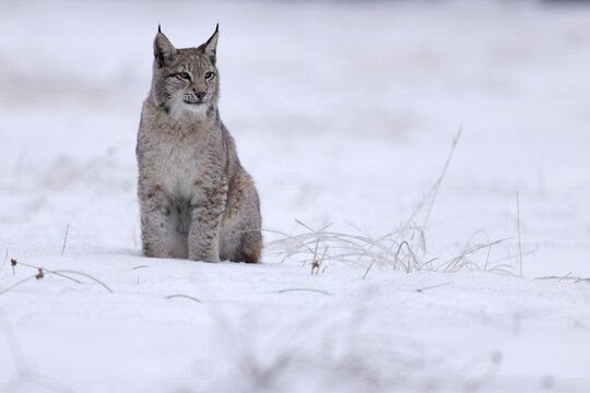 Eurasian lynx (Lynx lynx) sitting on a snowy meadow, Czech Republic