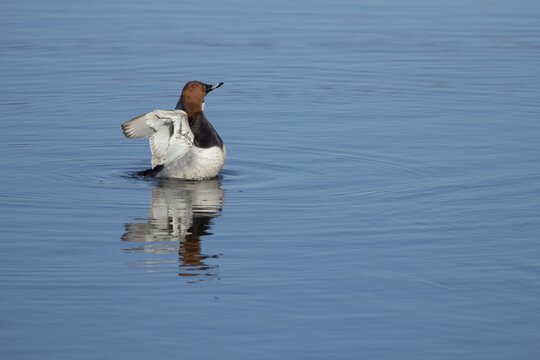 Common pochard (Aythya ferina) adult male duck stretching its wings on a lake, England, United Kingdom