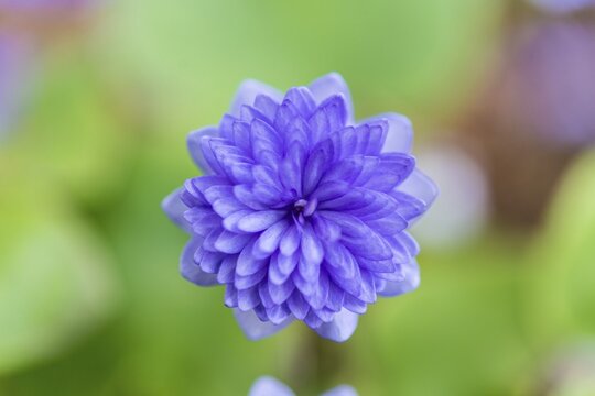 Light blue Hepatica or Liverwort (Hepatica), cultivar, close-up