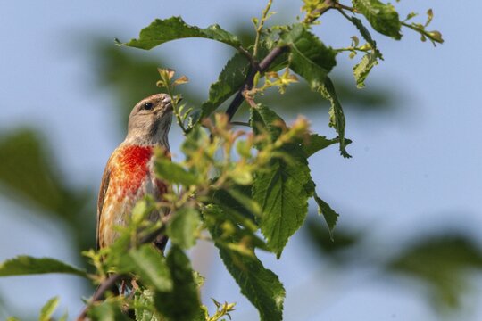 Acanthis cannabina, bloodtail, linaria cannabina, linnet, birds, hanfling, male, passeri, songbirds, birds
