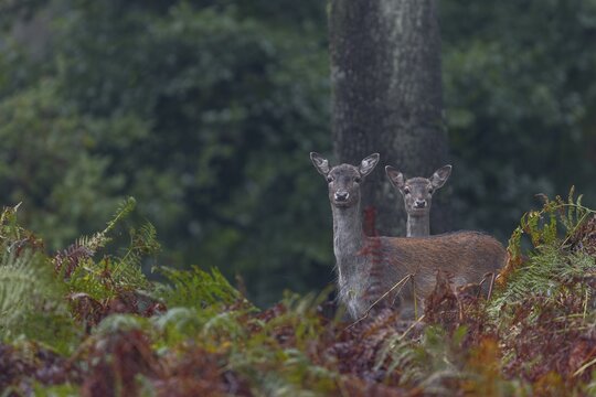 So one can be deceived, suddenly the head of her calf appears behind the fallow deer (Dama dama), acorn mast, autumn, rut, fallow deer rut, October, Germany