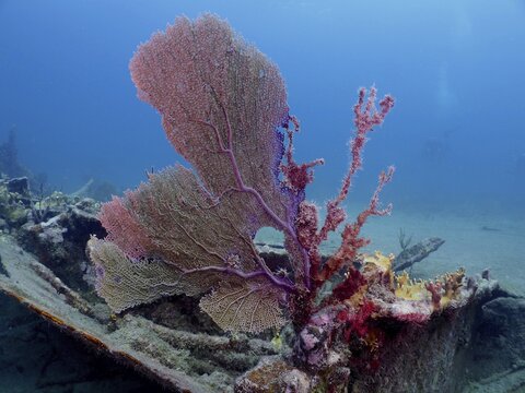 Magnificent Common sea fan (Gorgonia ventalina) on the wreck of the Benwood. Dive site John Pennekamp Coral Reef State Park, Key Largo, Florida Keys, Florida, USA