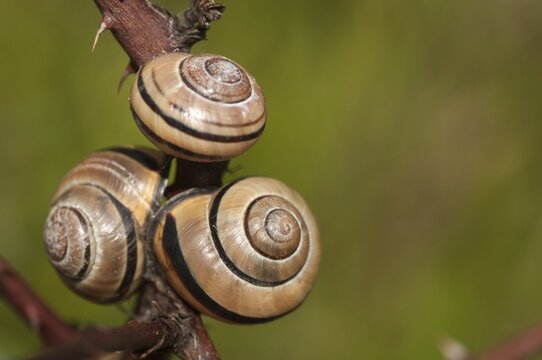 Banded snails, cepaea, cepaea nemoralis, grove snail, hornsnail, helicidae, snails, black-mouthed banded snail, gastropoda, mollusca, molluscs, snails, snails, snails, dry rest, molluscs