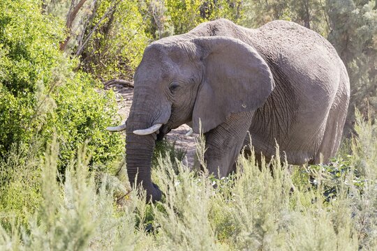 African forest elephant (Loxodonta cyclotis), Namibia