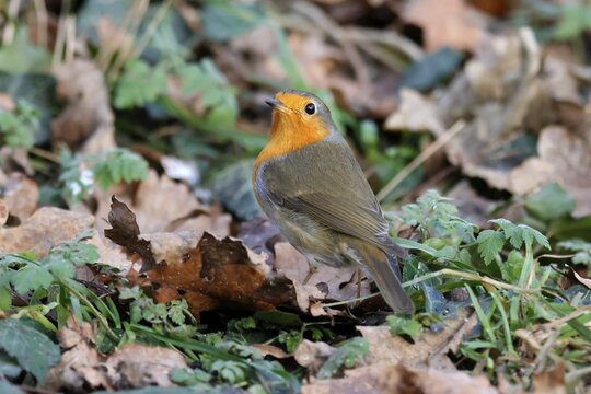 European robin (Erithacus rubecula) on a branch, wildlife, Germany