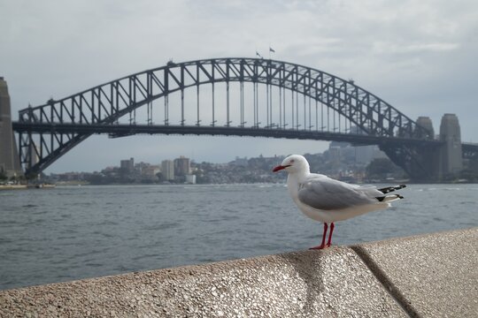 Silver gull (Chroicocephalus novaehollandiae) adult bird on a wall in front of the Sydney Harbour Bridge, Sydney, New South Wales, Australia