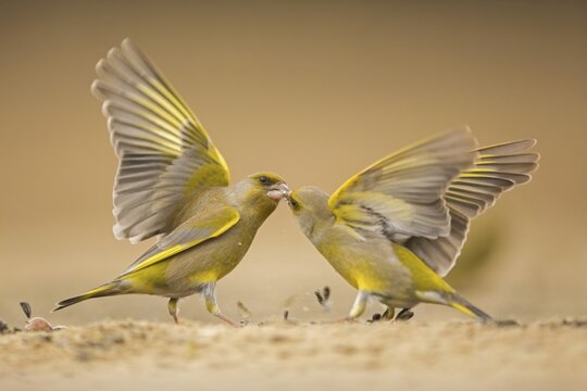 Two European greenfinches (Carduelis chloris) fight over seeds, Dessau, Saxony-Anhalt, Germany