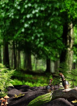 Ameisen im Wald