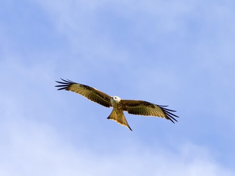 Red kite (Milvus milvus), Hesse, Germany