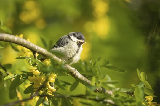 Great tit (Parus major), juvenile bird perched on a tree branch, Suffolk, England, United Kingdom
