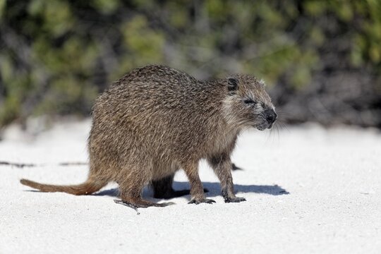 Desmarest's hutia (Capromys pilorides), on the beach, Anclita, Caribbean, Iceland