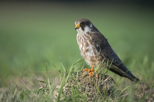 Falco vespertinus, red-footed falcon, red-footed falcon, birds, falconiformes, falcons, birds of prey, raptors, birds