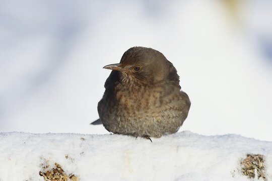 Blackbird (Turdus merula) female, sitting fluffed up up on the ground in the snow in winter, Wilnsdorf, North Rhine-Westphalia, Germany