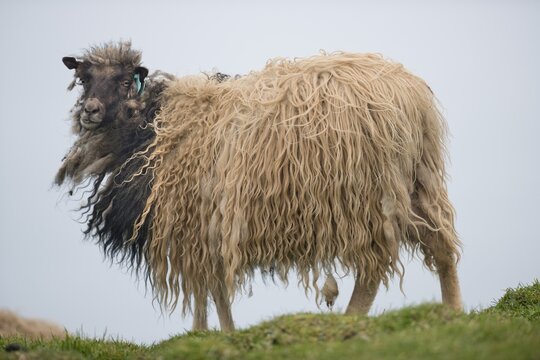 Sheep, Mykines, Faroe Islands, Denmark
