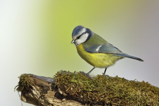 Blue tit (Parus caeruleus) sitting on dead wood overgrown with moss, North Rhine-Westphalia, Germany