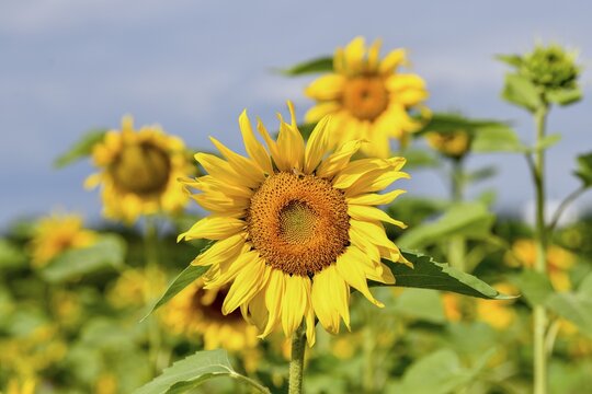 Sunflowers in a field near B&uuml;hl, flowers, Rastatt district, Black Forest, Baden-W&uuml;rttemberg, Germany