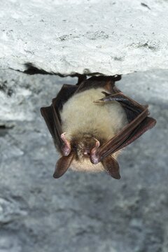 Greater mouse-eared bat, mouse-ear, myotis myotis, bats, chiroptera, bats, mammals, mammals, winter sleep, hibernation
