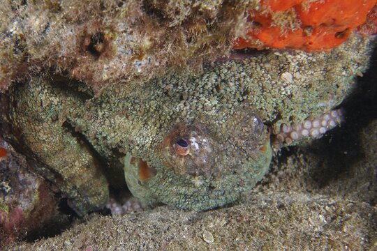 A camouflaged octopus, Common Octopus (Octopus vulgaris), hiding between reefs, dive site Roca Jolia, Las Galletas, Tenerife, Canary Islands, Spain
