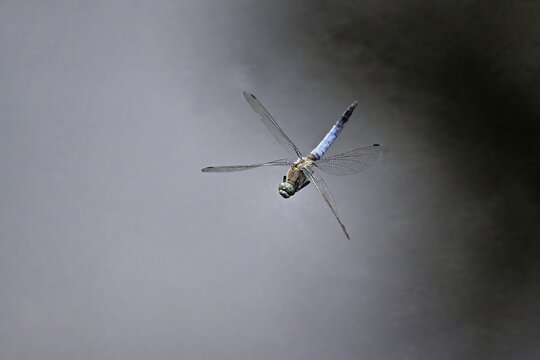 Male Orthetrum albistylum, in flight, Lindenberg, Freiamt, Canton of Aargau, Switzerland