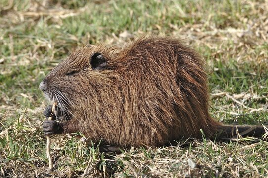 A musk rat (Ondatra zibethicus) with thick brown fur eats a blade of grass in a meadow, Camargue, Provence, France