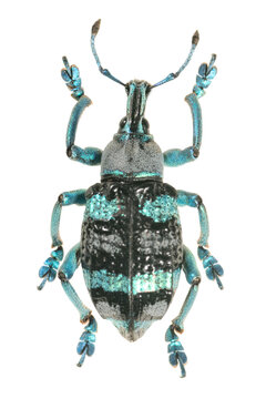 Blue jewel weevil specimen isolated on transparent background