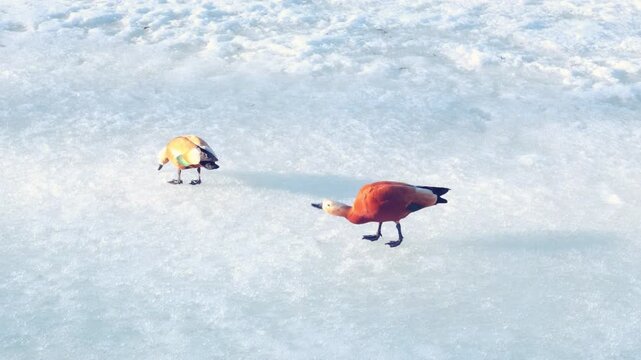 ruddy shelduck walks on frozen pond searching for food in snow. winter makes survival hard for ruddy shelduck looking for seeds. finding food is main winter challenge for ruddy shelduck