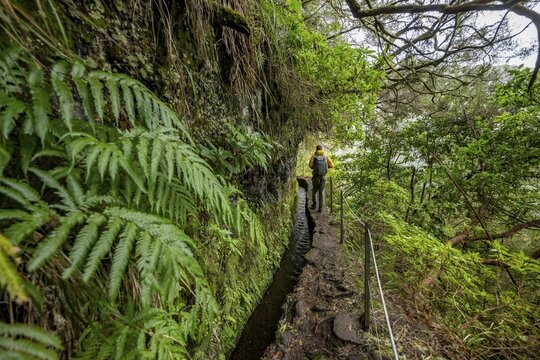 Hikers on a narrow path along a levada, in dense forest, Levada do Caldeir&atilde;o Verde, Parque Florestal das Queimadas, Madeira, Portugal