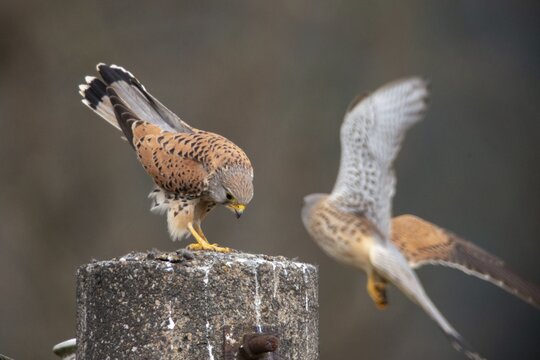 Falco tinnunculus, Common Kestrel, kestrel, birds, falcon, falconiformes, falcons, birds of prey, hawk, male, raptors, birds