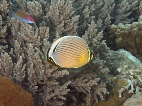 A Pacific rib butterflyfish (Chaetodon lunulatus) swimming peacefully against a background of corals, Spice Reef dive site, Penyapangan, Bali, Indonesia