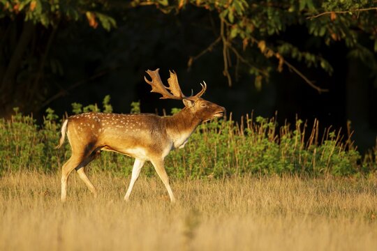 Fallow deer (Dama dama) adult male buck roaring during the rutting season on the edge of a woodland, England, United Kingdom